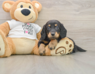 5 week old Dachshund Puppy For Sale - Seaside Pups