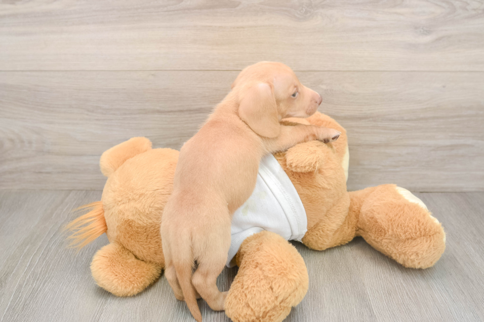 Best Dachshund Baby