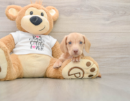 5 week old Dachshund Puppy For Sale - Seaside Pups