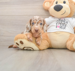 5 week old Dachshund Puppy For Sale - Seaside Pups