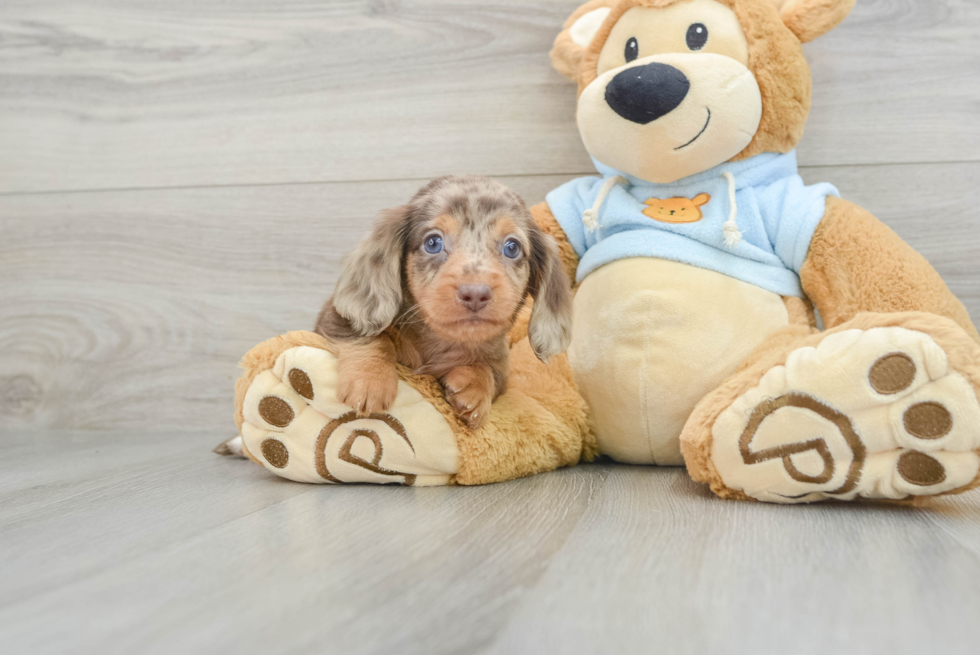 Dachshund Puppy for Adoption