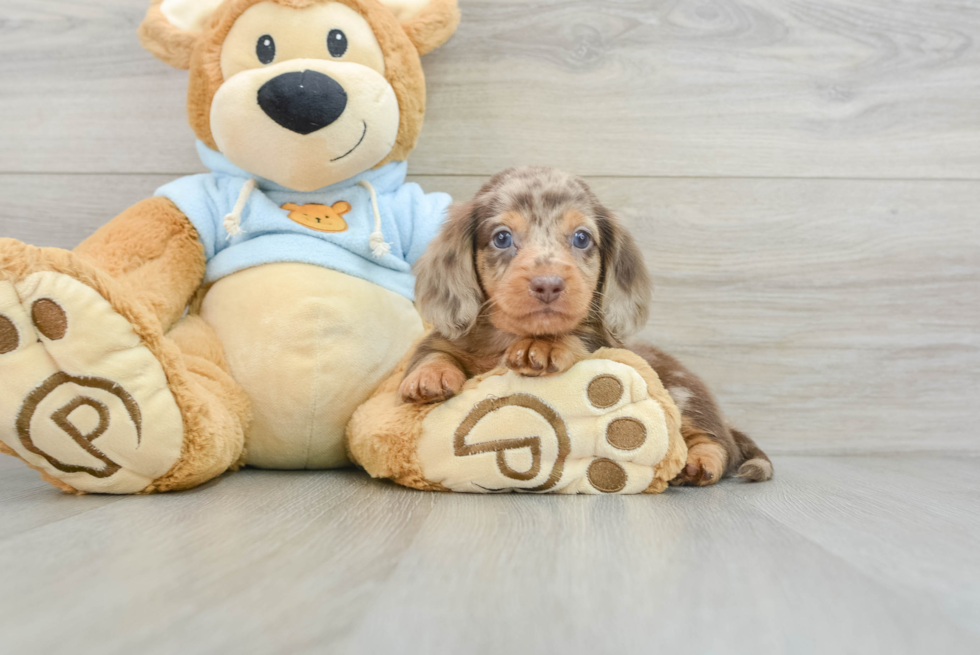 Dachshund Pup Being Cute