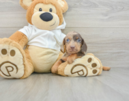 6 week old Dachshund Puppy For Sale - Seaside Pups