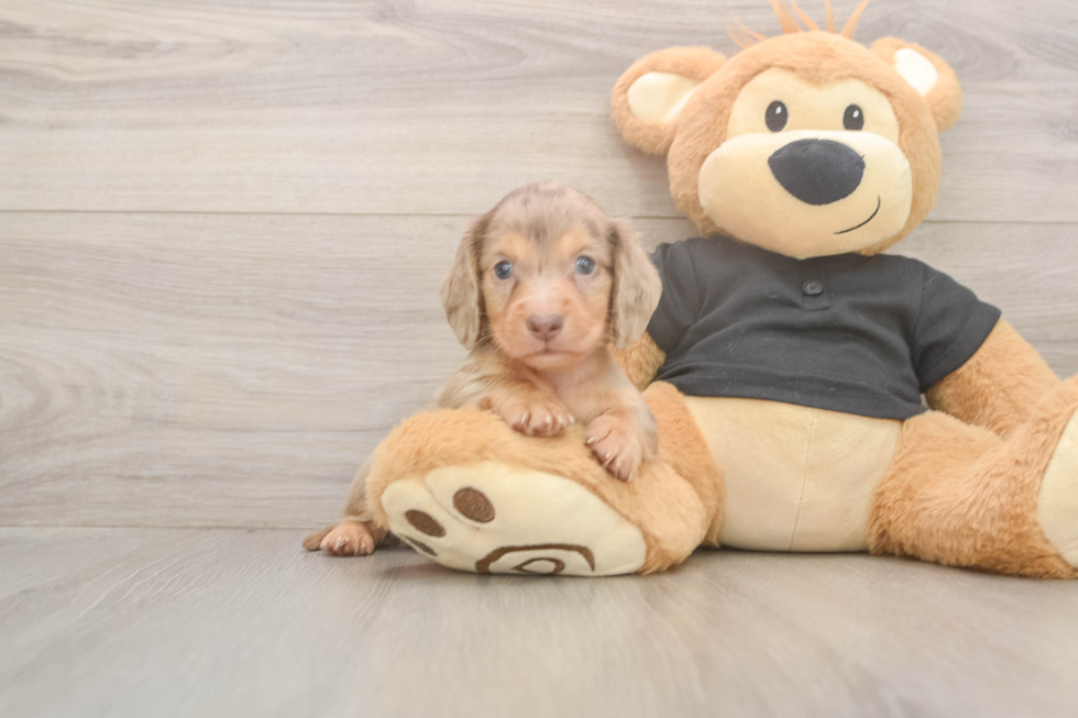 Dachshund Pup Being Cute