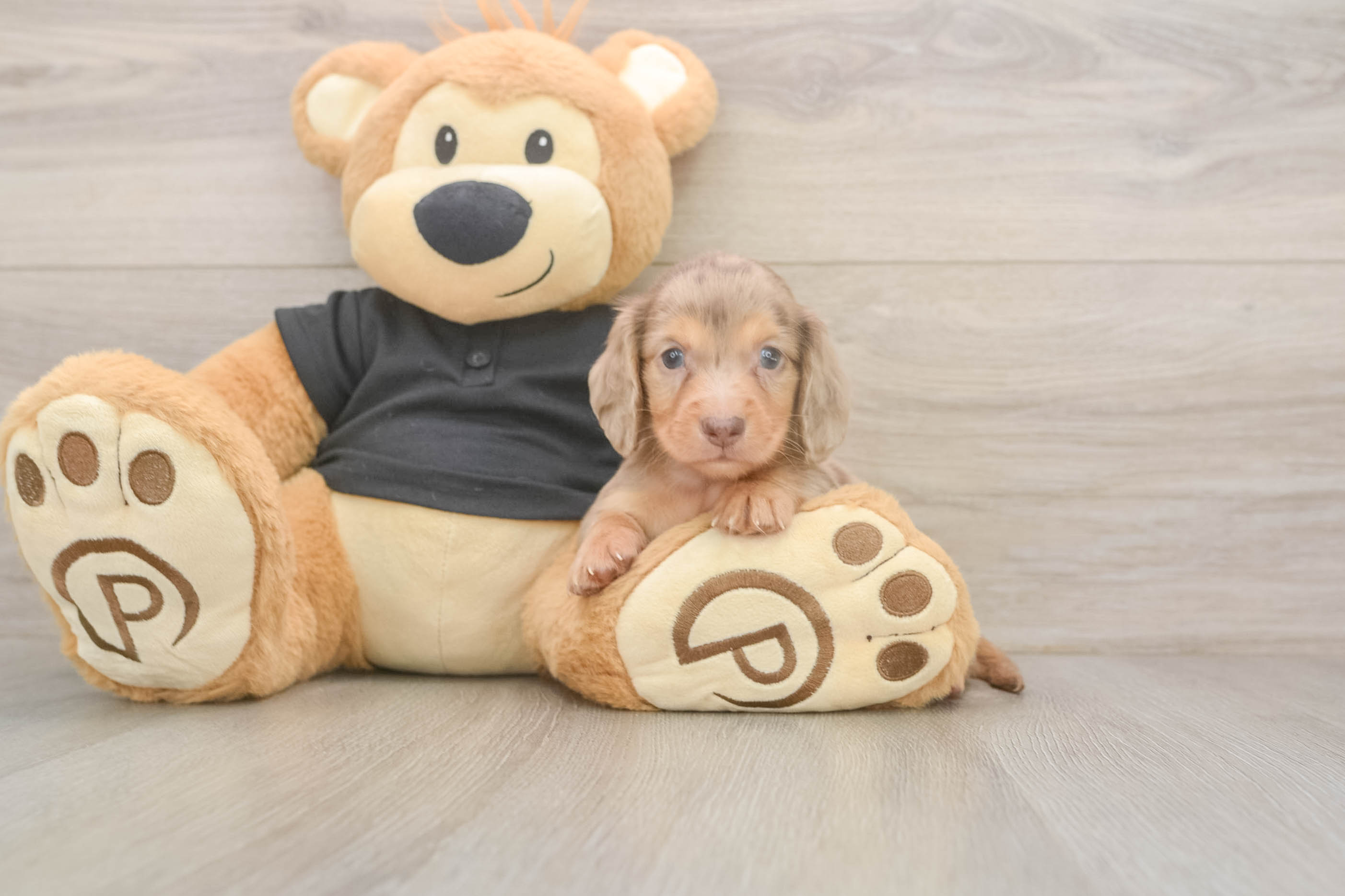 Cute Doxie Purebred Puppy