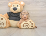 6 week old Dachshund Puppy For Sale - Seaside Pups