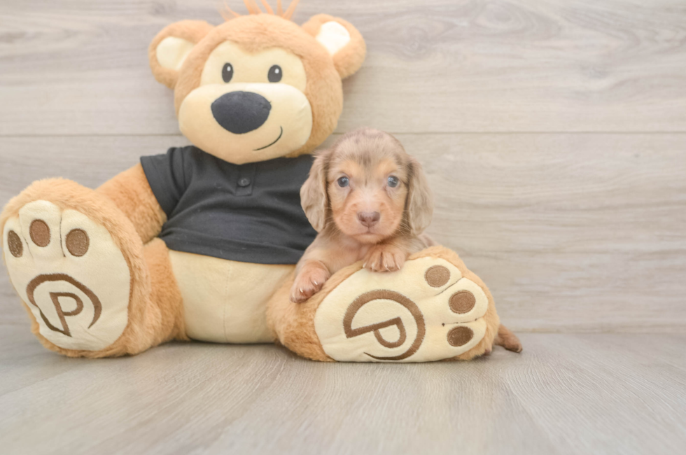 5 week old Dachshund Puppy For Sale - Seaside Pups