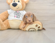 5 week old Dachshund Puppy For Sale - Seaside Pups