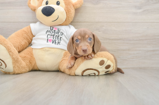 Cute Doxie Purebred Puppy