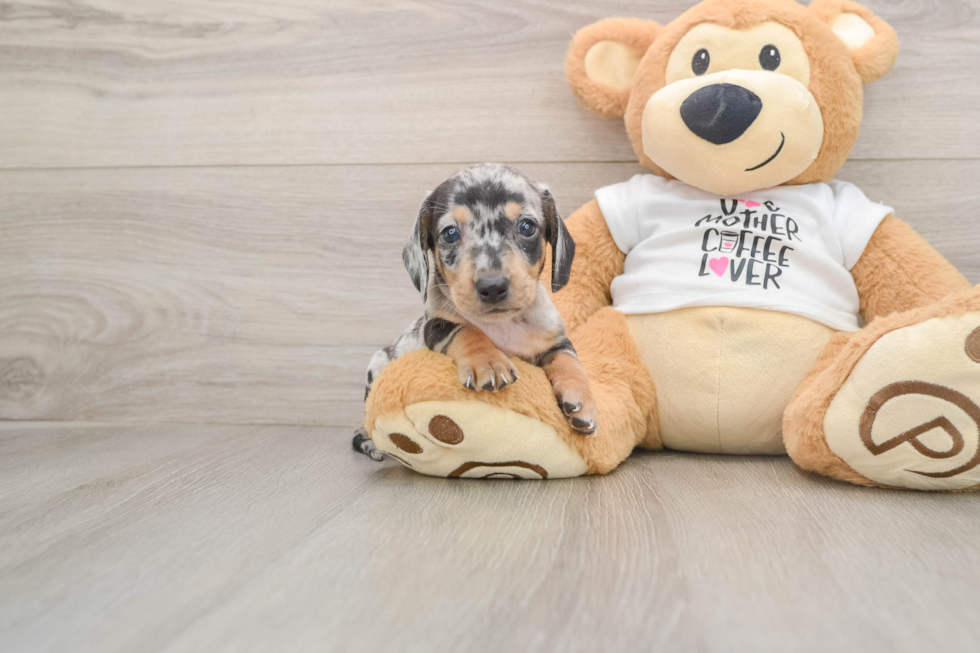 Cute Doxie Purebred Puppy