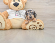 5 week old Dachshund Puppy For Sale - Seaside Pups