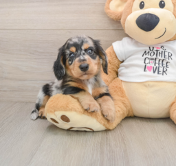 5 week old Dachshund Puppy For Sale - Seaside Pups