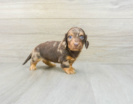 8 week old Dachshund Puppy For Sale - Seaside Pups