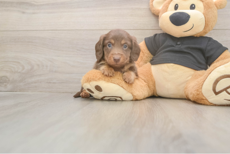 Cute Dachshund Baby