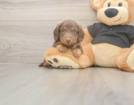 6 week old Dachshund Puppy For Sale - Seaside Pups