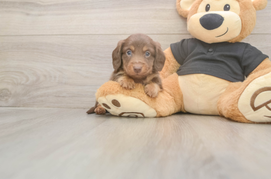 Cute Dachshund Baby