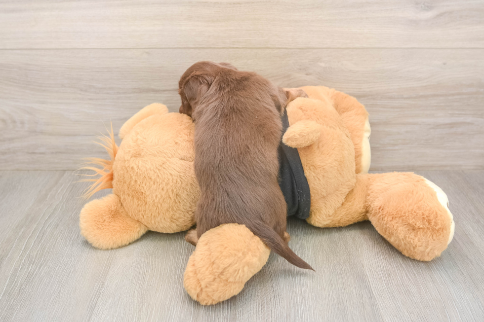Cute Doxie Purebred Puppy