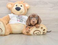 5 week old Dachshund Puppy For Sale - Seaside Pups
