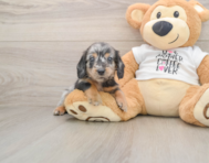 5 week old Dachshund Puppy For Sale - Seaside Pups