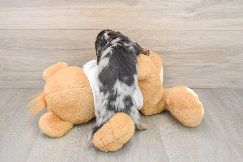Cute Dachshund Baby