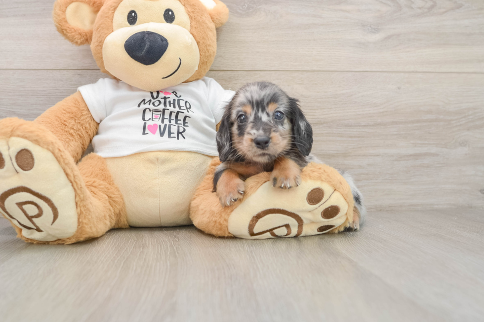 Cute Dachshund Purebred Pup