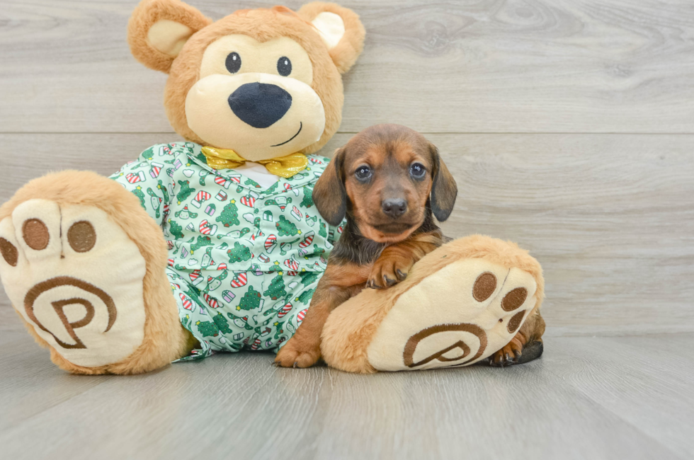 5 week old Dachshund Puppy For Sale - Seaside Pups