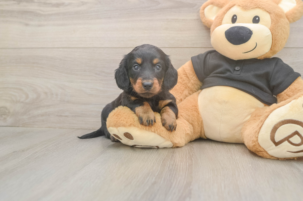 5 week old Dachshund Puppy For Sale - Seaside Pups