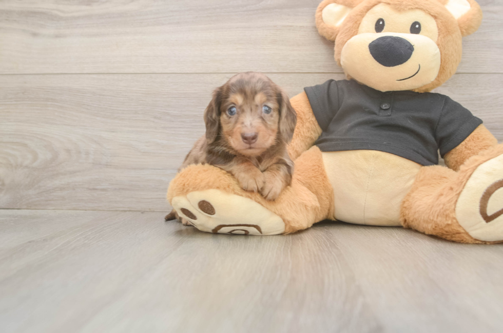5 week old Dachshund Puppy For Sale - Seaside Pups