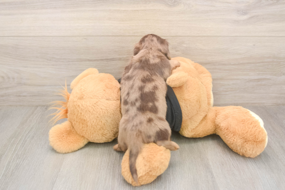 Cute Dachshund Purebred Pup