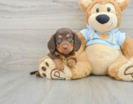 6 week old Dachshund Puppy For Sale - Seaside Pups