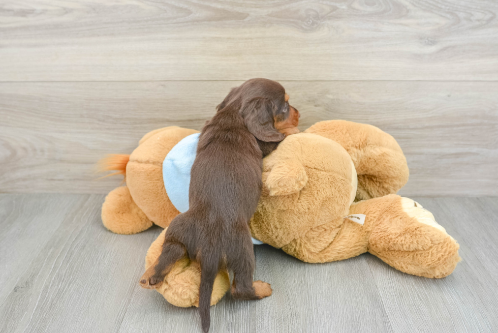 Best Dachshund Baby