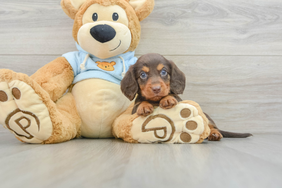 Best Dachshund Baby