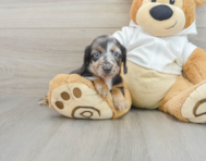 8 week old Dachshund Puppy For Sale - Seaside Pups