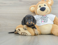 6 week old Dachshund Puppy For Sale - Seaside Pups