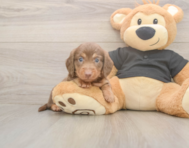 6 week old Dachshund Puppy For Sale - Seaside Pups