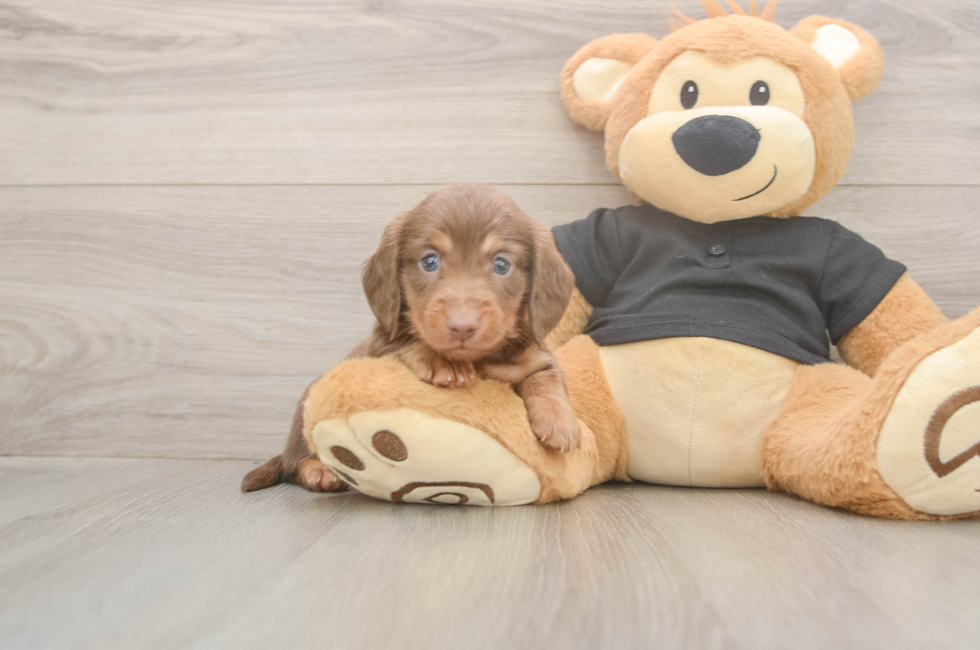5 week old Dachshund Puppy For Sale - Seaside Pups