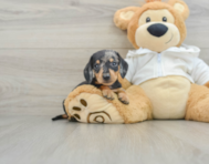 6 week old Dachshund Puppy For Sale - Seaside Pups