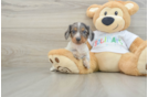 Cute Dachshund Purebred Pup