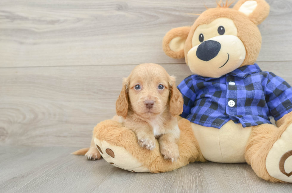 5 week old Dachshund Puppy For Sale - Seaside Pups