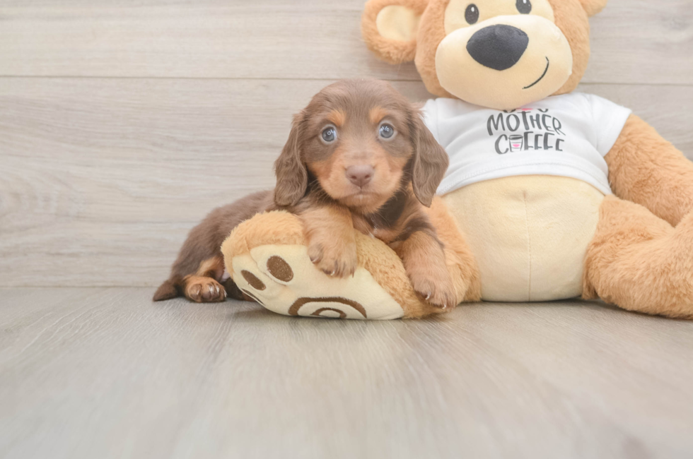 5 week old Dachshund Puppy For Sale - Seaside Pups