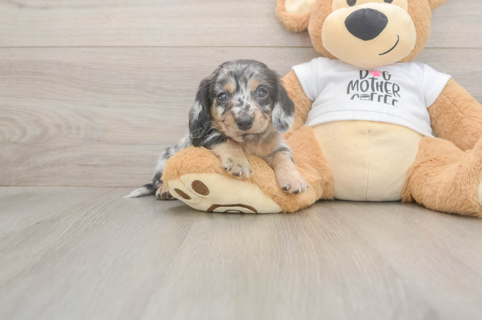 5 week old Dachshund Puppy For Sale - Seaside Pups
