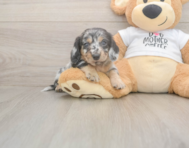 5 week old Dachshund Puppy For Sale - Seaside Pups 5 week old Dachshund Puppy For Sale - Seaside Pups