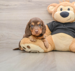5 week old Dachshund Puppy For Sale - Seaside Pups