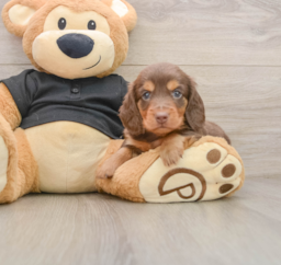 5 week old Dachshund Puppy For Sale - Seaside Pups