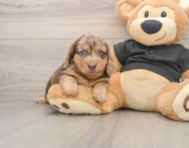 5 week old Dachshund Puppy For Sale - Seaside Pups