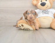 6 week old Dachshund Puppy For Sale - Seaside Pups