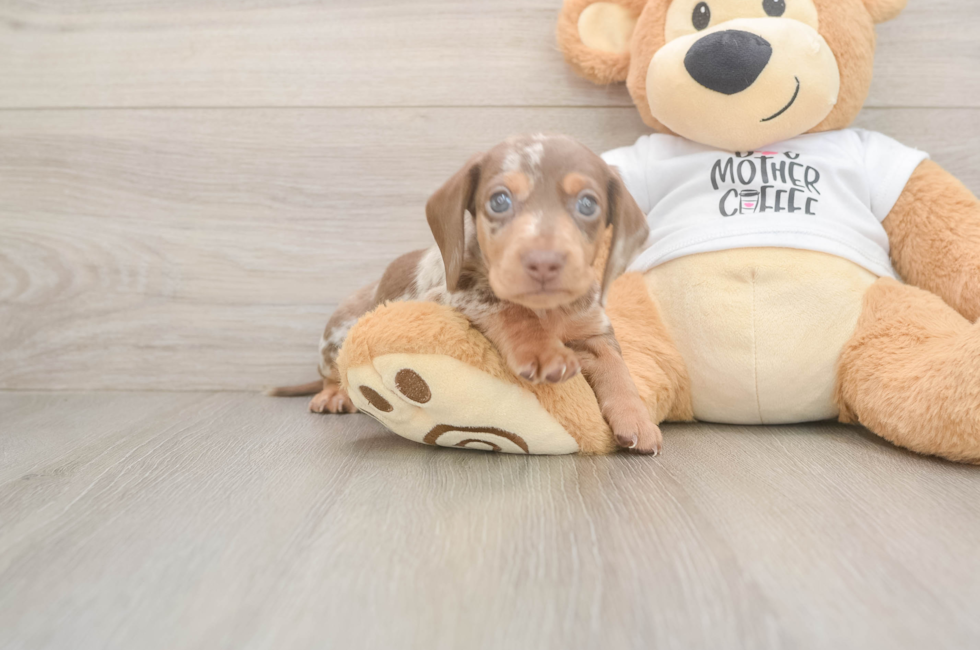5 week old Dachshund Puppy For Sale - Seaside Pups
