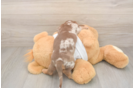 Dachshund Pup Being Cute