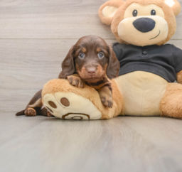 5 week old Dachshund Puppy For Sale - Seaside Pups