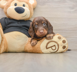 5 week old Dachshund Puppy For Sale - Seaside Pups